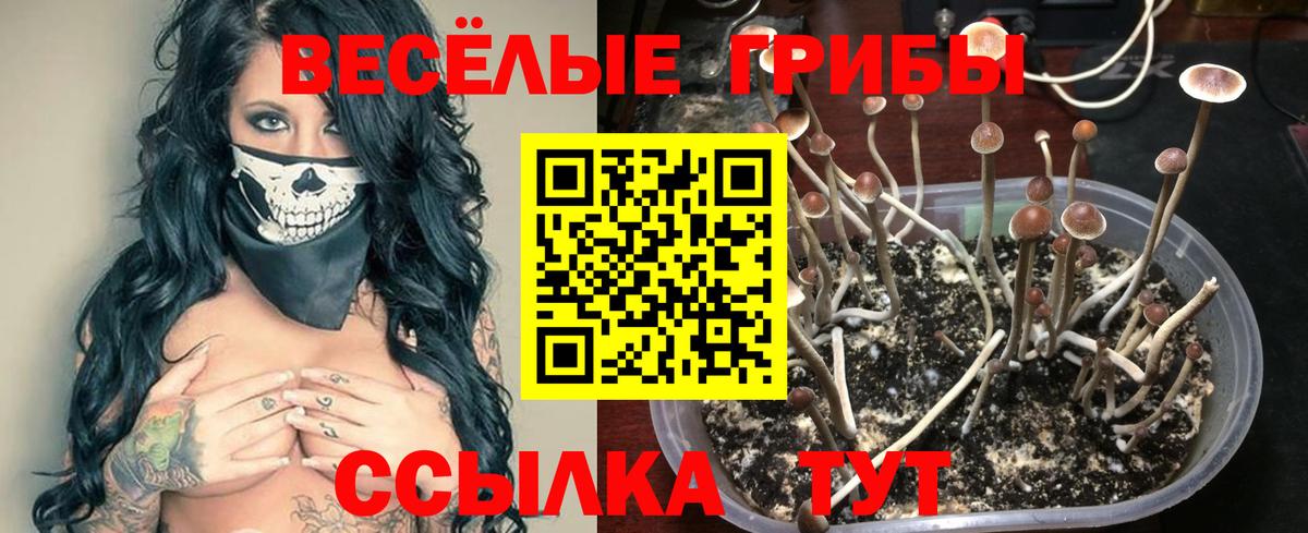 Псилоцибиновые грибы мухоморы  Вход с VPN  Тверь 